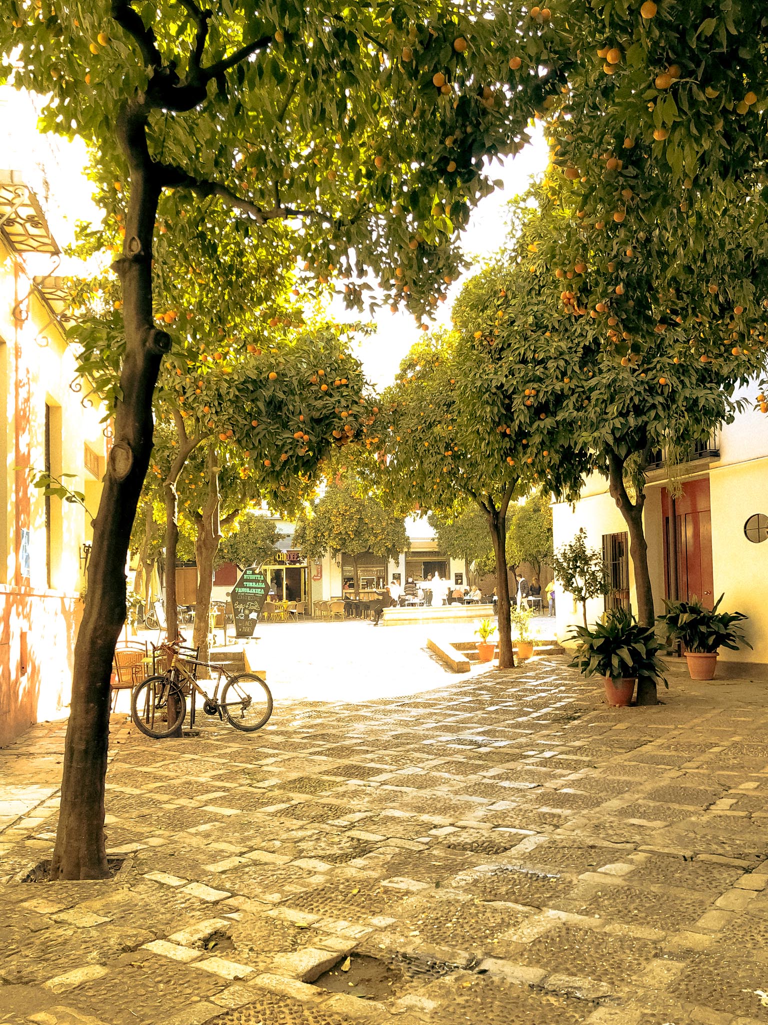 Ein idyllischer Platz mit Orangenbäumen in Sevilla – ein Moment voller Lebensfreude, der die Atmosphäre unseres Stores prägt.